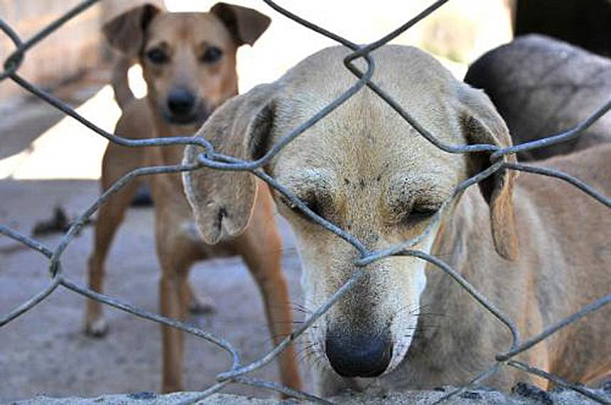 Lei proíbe a eutanásia de cães e gatos de rua por órgãos de zoonose ou canis públicos